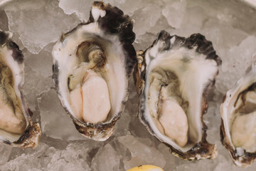 Fresh oysters close-up on plate with ice