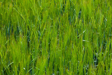 Background Image - Field of Green Unripe Wheat