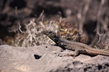 Naklejka na ściany i meble Close-up of an endemic lizard from Tenerife sunbathing