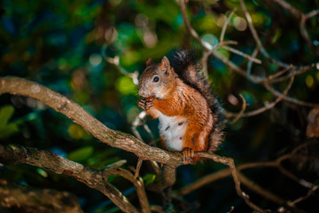 Red Squirrel sitting in the summer park sunshine colors on a branch.