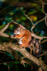 Red Squirrel sitting in the summer park sunshine colors on a branch.