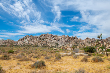 Fototapeta na wymiar Joshua Trees in Joshua Tree National Park near Yucca Valley, California CA, USA.