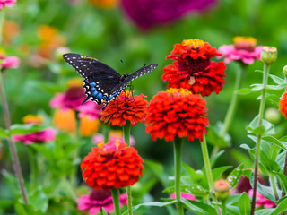 Black Swallowtail butterfly Collecting Pollen from Red Lantana Flowers
