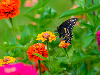 Black Swallowtail butterfly Collecting Pollen from Orange Flowers