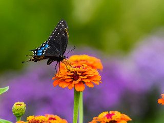 Black Swallowtail butterfly Collecting Pollen from Orange Flowers