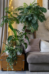 Cozy living room interior with plants in flowerpots