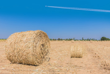 Dry sugarcane leaves roll on the farm farmer practice management of agricultural waste materials for keep.