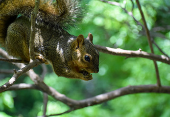 squirrel on a tree