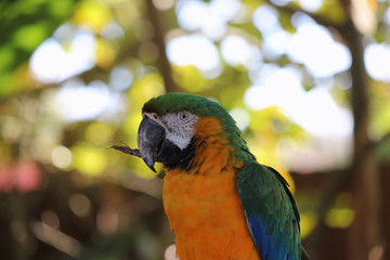 Closeup of macaw with piece of tree bark in beak