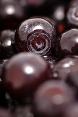 Background of fruits of the blueberries. Fresh food in macro. Bilberries with the tail and dew drops in close-up.