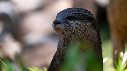 Otter in the wild looking to the left of frame