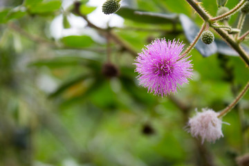 A beauty purple flower con green back