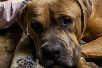 A big dog  lying down on his bed