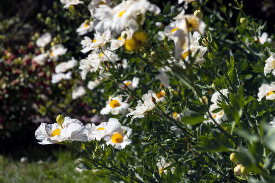 White flowers of California tree poppy