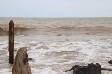 driftwood on the beach