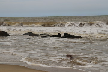 Obraz premium driftwood on the beach