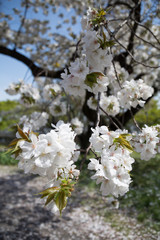 Japan, Tokyo, cherry tree