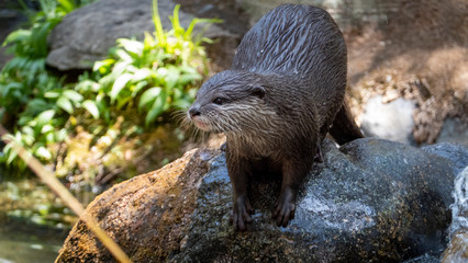Otter on a rock full body shot centre frame looking left of frame