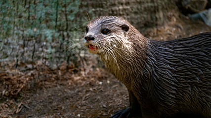 Otter looking to left of frame