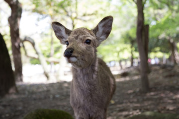 Japan, Nara,  deer