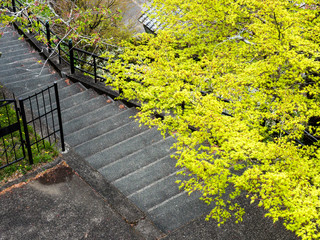 Japanese maple with fresh green leaves in springtime