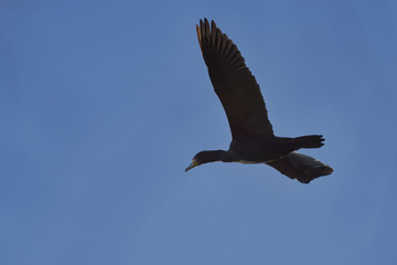 Ueberflug eines Kormorans im Tiefflug
