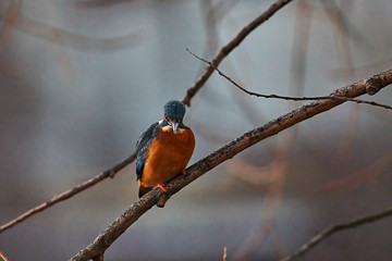 Eisvogel sitzt auf einem Ast und haelt ausschau nach beute