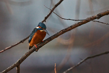 Eisvogel sitzt auf einem Ast und haelt ausschau nach beute