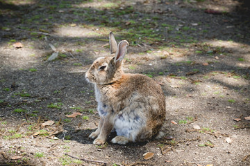 Japan, Okunoshima rabbit island