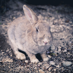 Japan, Okunoshima rabbit island