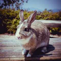 Japan, Okunoshima rabbit island