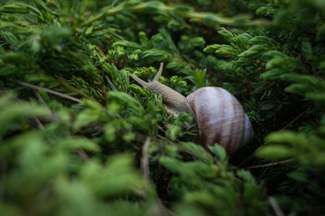 Snail in green foliage