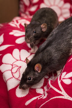 Fancy Pet Black Rats