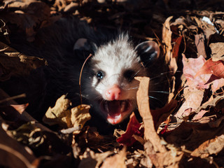 possum in leaves