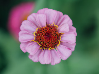 pink flower