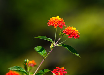 Lantana Flowers on Green Background