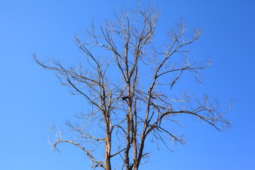 Tree silhouette isolated on blue