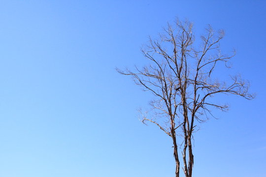 Tree silhouette isolated on blue