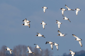 Eurasian Oystercatcher flying over sea at daytime. Their Latin name are Haematopus ostralegus.