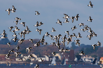 Eurasian Oystercatcher flying over sea at daytime. Their Latin name are Haematopus ostralegus.