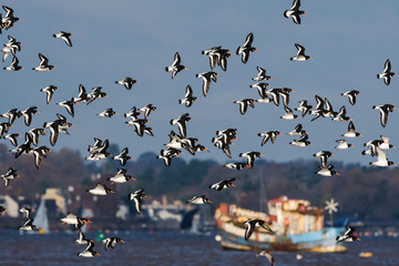 Eurasian Oystercatcher flying over sea at daytime. Their Latin name are Haematopus ostralegus.