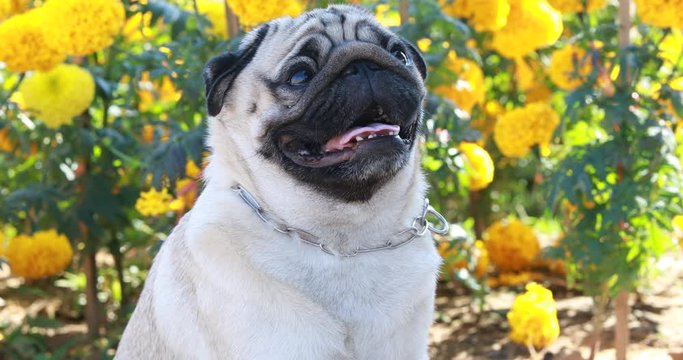 Happy Dog Pug Breed smile and with flowers fields in background,Healthy dog happiness with fresh air