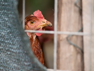 portrait of a chicken in coop