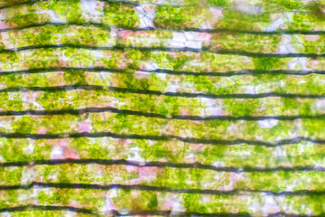 Plant cell under the microscope view for education.