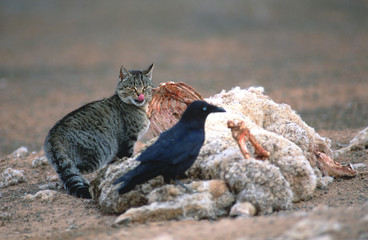 Feral wild cat feeding on a road kill in the outback of Australia.