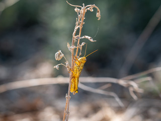 Grasshopper on a dry blade of grass