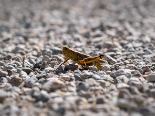 Grasshopper on the gravel