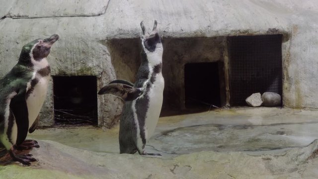 Mating courtship among penguins