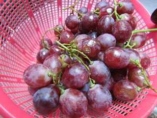 Close up view from top side of red purple grapes with stick stalk stem brown green leaves, stack heap pile one single on basket for sell. Round circle shape shiny. Eat fruit healthy sweet sour taste
