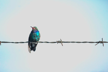 Colibrí © Alfredo Rocha